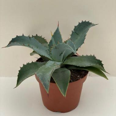 Agave potatorum